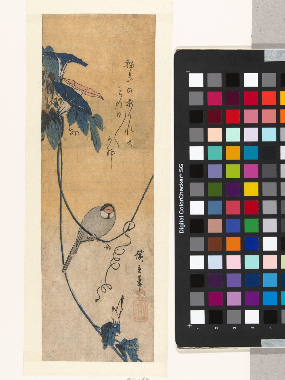 Powój ptak i niebieski powój autorstwa Hiroshige (I) , Utagawa