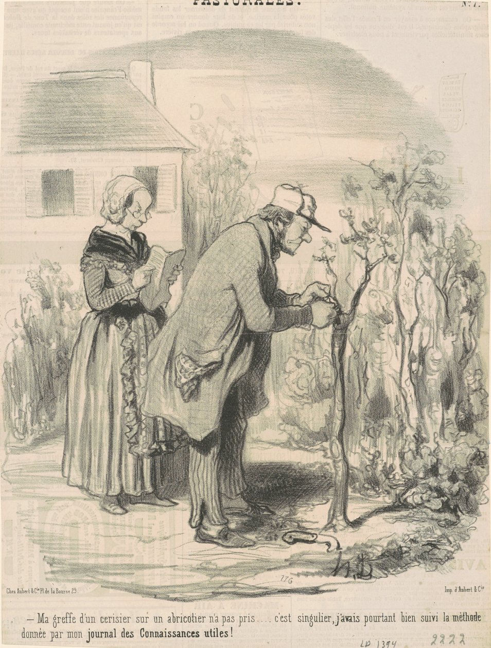 Moje szczepienie wiśni na drzewie morelowym nie trwało ... autorstwa Honoré Daumier