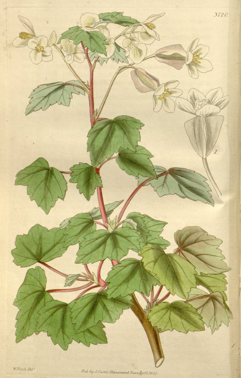Begonia dregei jako Begonia parvifolia Graham autorstwa Hooker