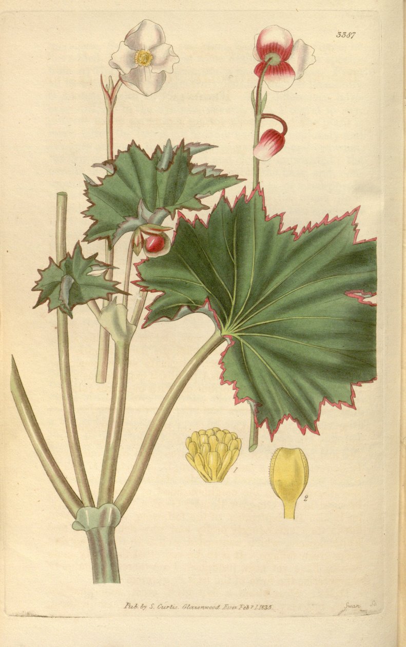 Begonia geraniifolia autorstwa Hooker
