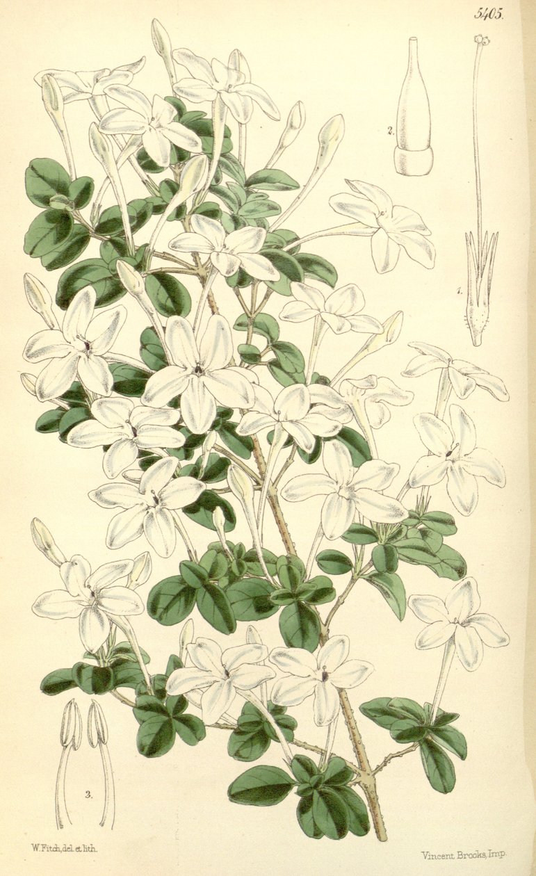 Pseuderanthemum tuberculatum autorstwa Hooker f.