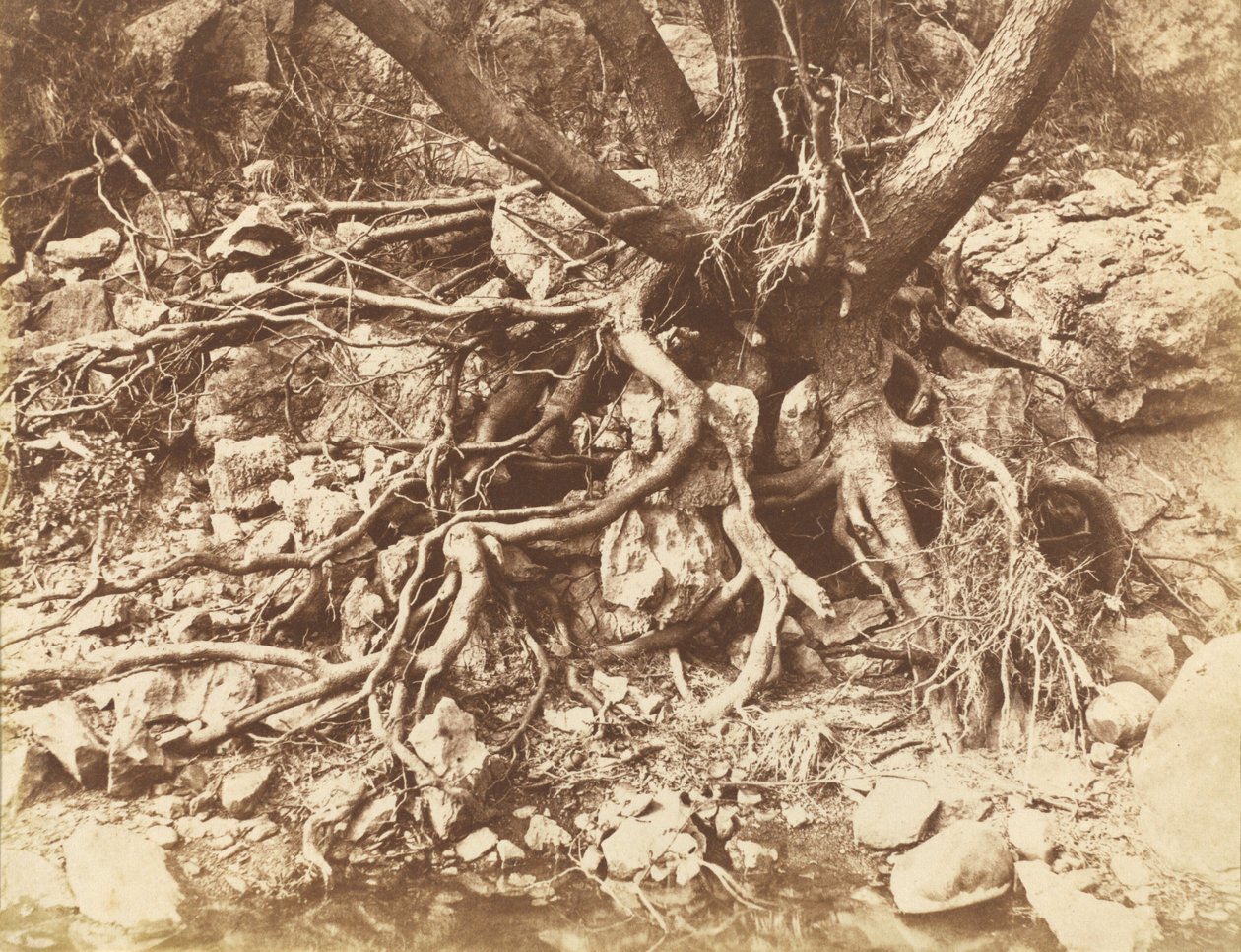 Drzewo z plątaniną korzeni, 1853 (zdjęcie) autorstwa Hugh Owen