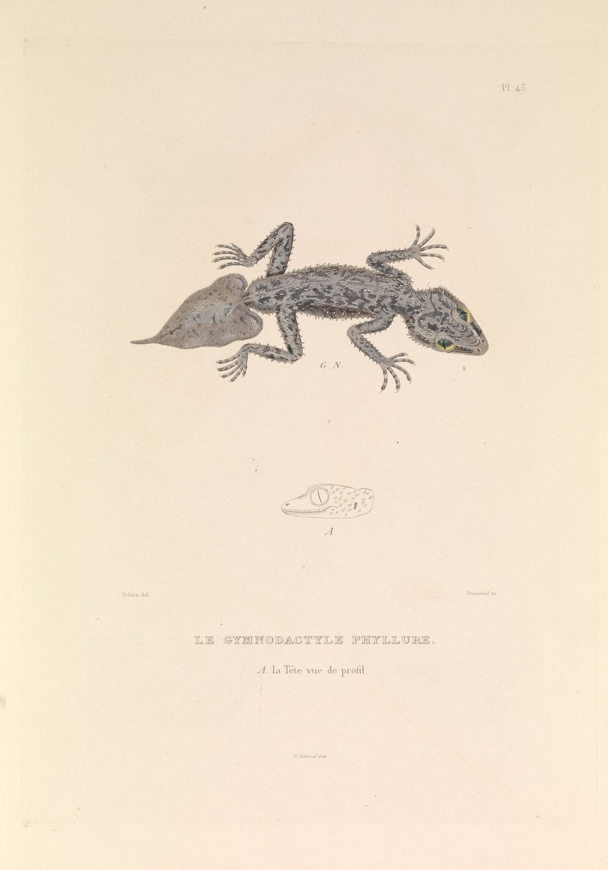 Gymnodactyle Phyllure autorstwa Hyacinthe Yves Philippe (1781 1846) Potentien