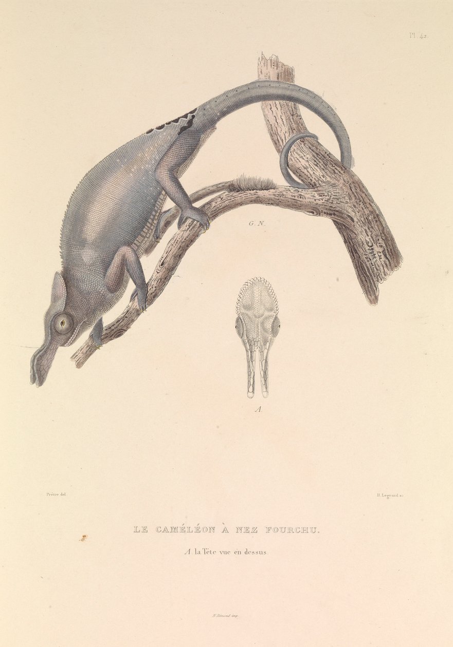 Kameleon z rozwidlonym nosem autorstwa Hyacinthe Yves Philippe (1781 1846) Potentien
