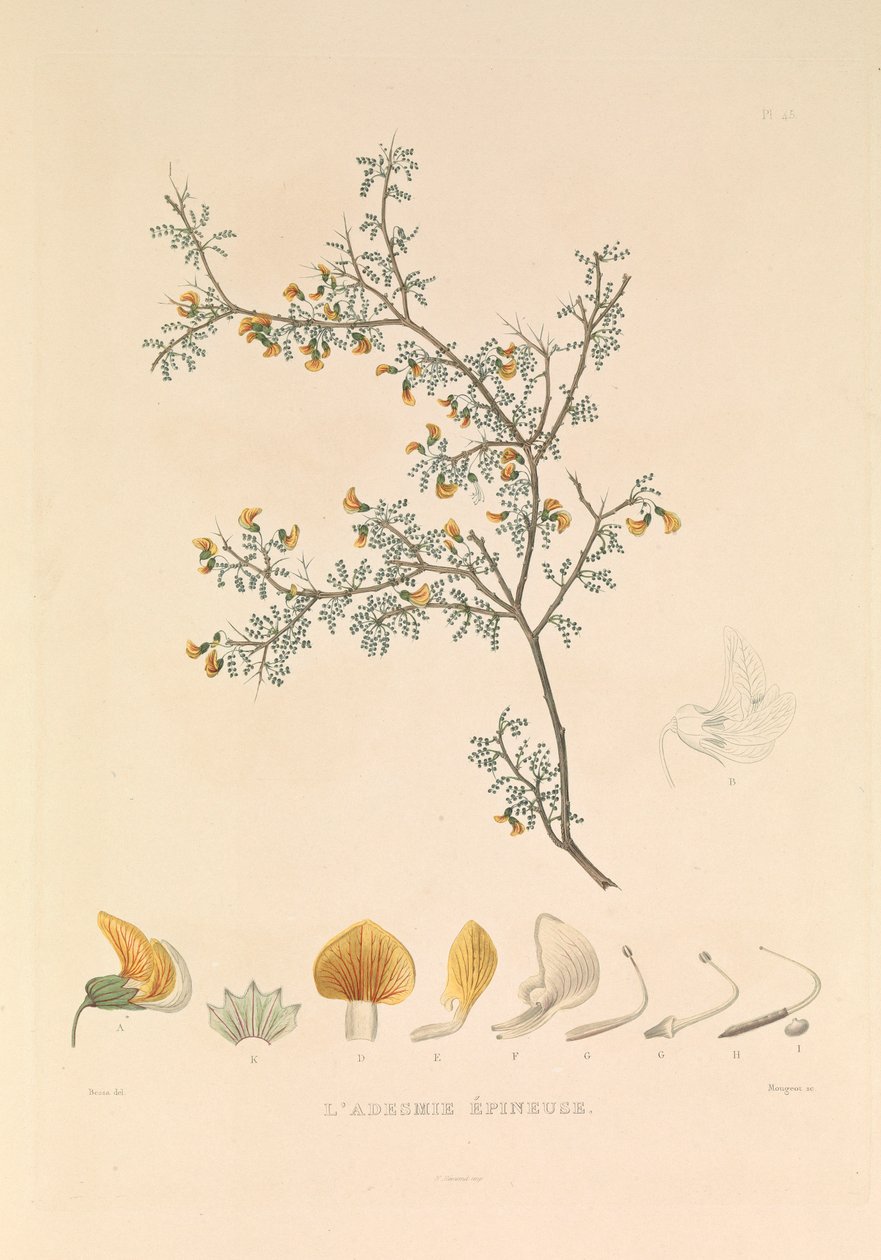Adesmie Épineuse" (ciernista adesmia) autorstwa Hyacinthe Yves Philippe (1781 1846) Potentien