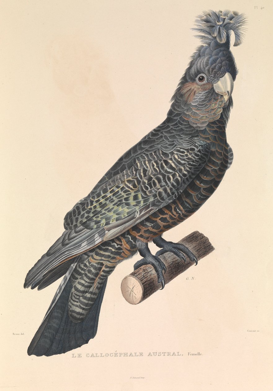 The Australian Callicéphale autorstwa Hyacinthe Yves Philippe (1781 1846) Potentien