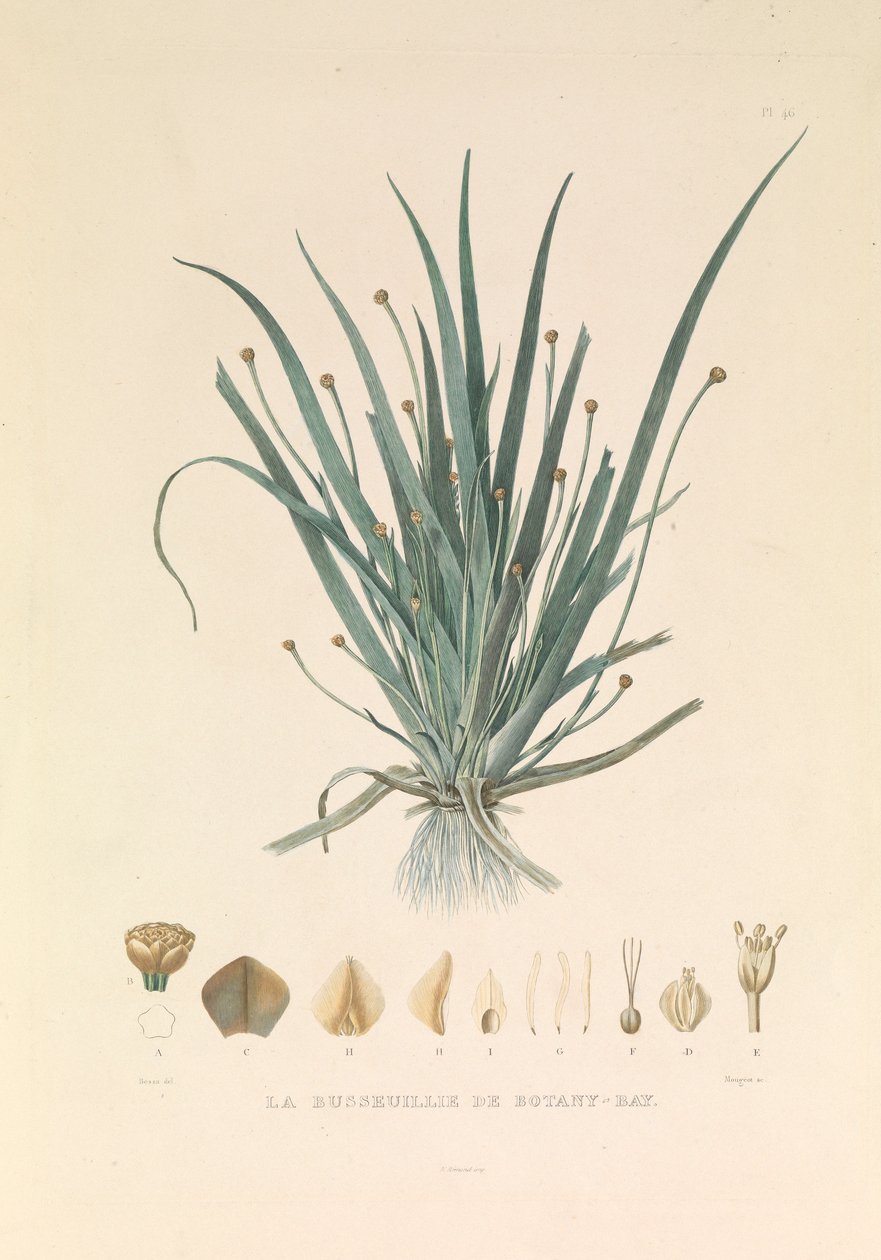 The Busseuillie of Botany Bay autorstwa Hyacinthe Yves Philippe (1781 1846) Potentien