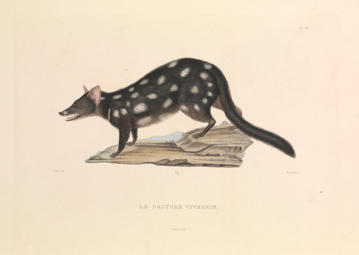 "The Raccoon Dasyure autorstwa Hyacinthe Yves Philippe (1781 1846) Potentien