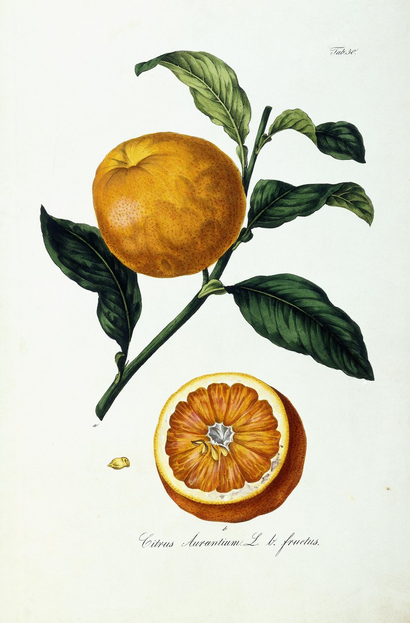 owoce pomarańczy, cytrusy autorstwa Ignaz (after) Strenzl