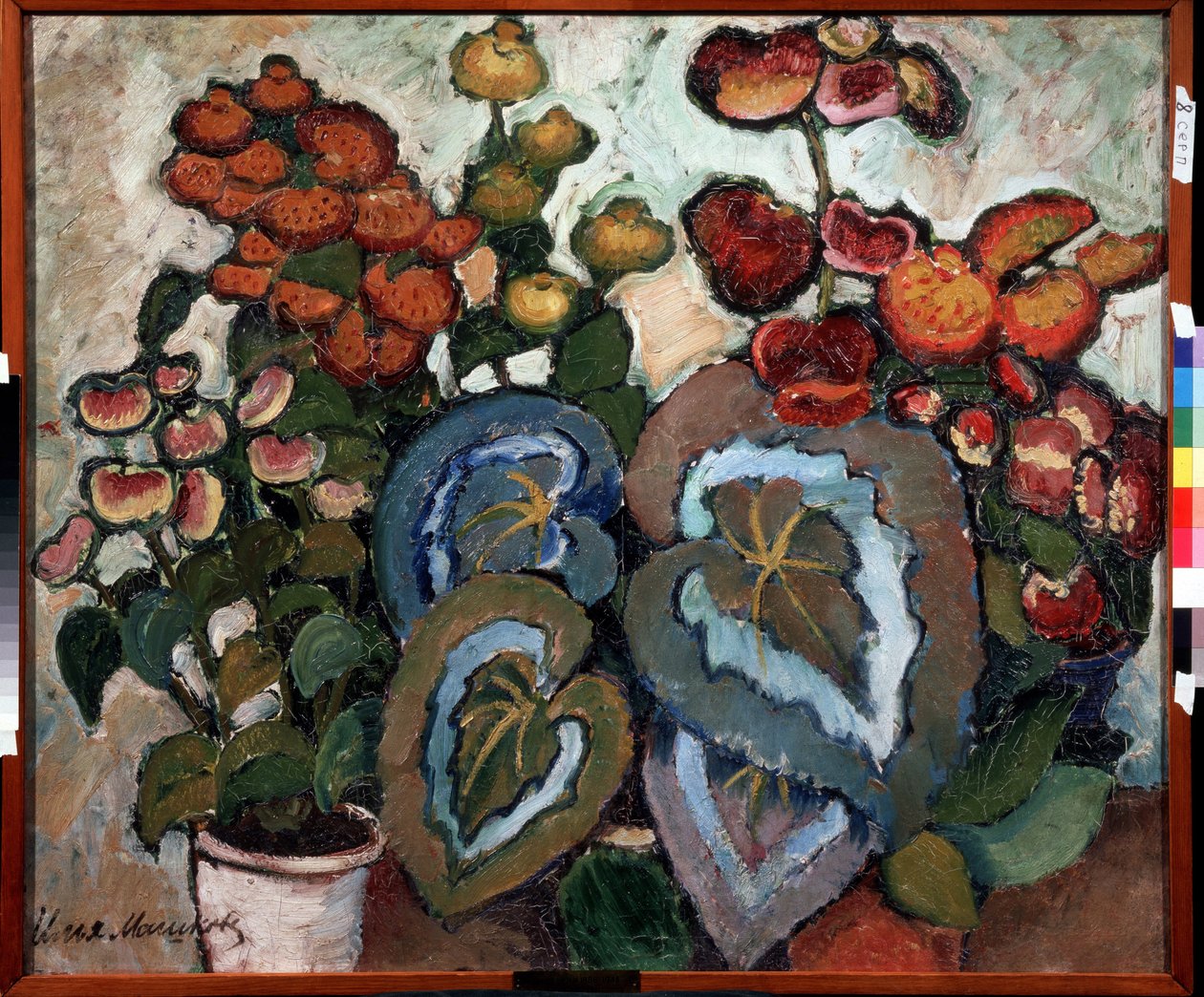 Begonie. Obraz Ilyi Ivanovich Mashkov (Ilya Machkov, Matchkov) (1881-1944), huile sir toile autorstwa Ilya Ivanovich Mashkov