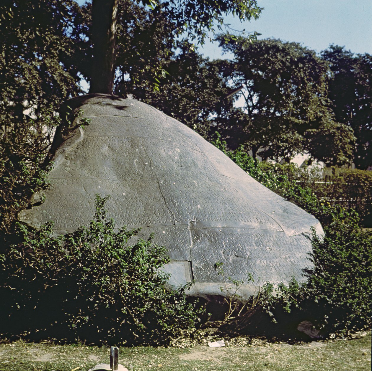 Kopia kamienia cesarza Asioki (ok. 264-223 pne) autorstwa Indian