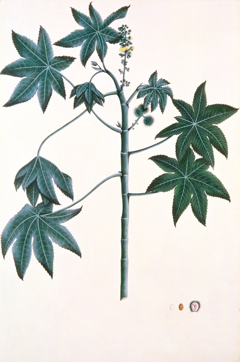 Olej rycynowy, ok.1801-4 (gwasz i tusz na papierze) autorstwa Indian School