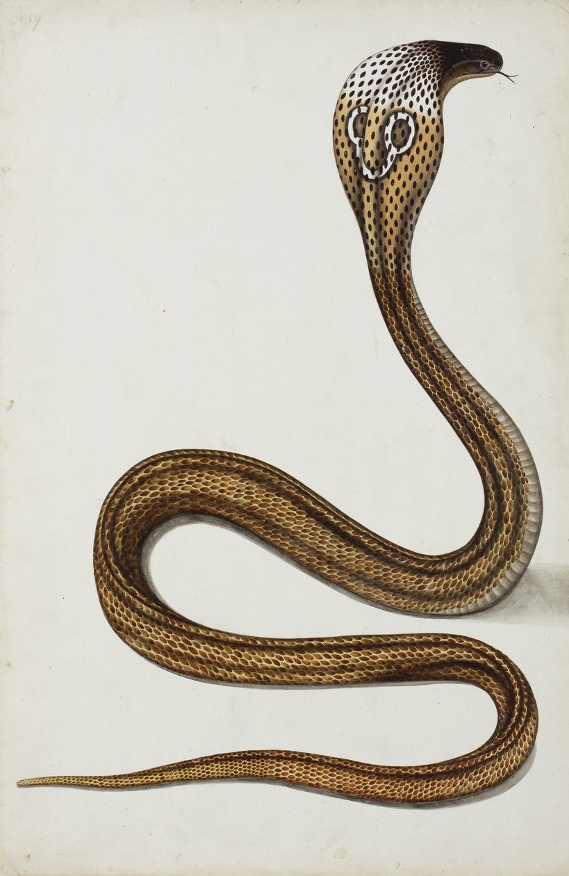 Kobra (Maja tripudians) z rozłożonym kapturem, 1785-89 (nieprzezroczyste wc na papierze) autorstwa Indian School