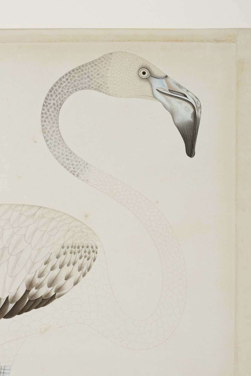 Flaming, detal, ok. 1780 (nieprzezroczyste wc na papierze) autorstwa Indian School
