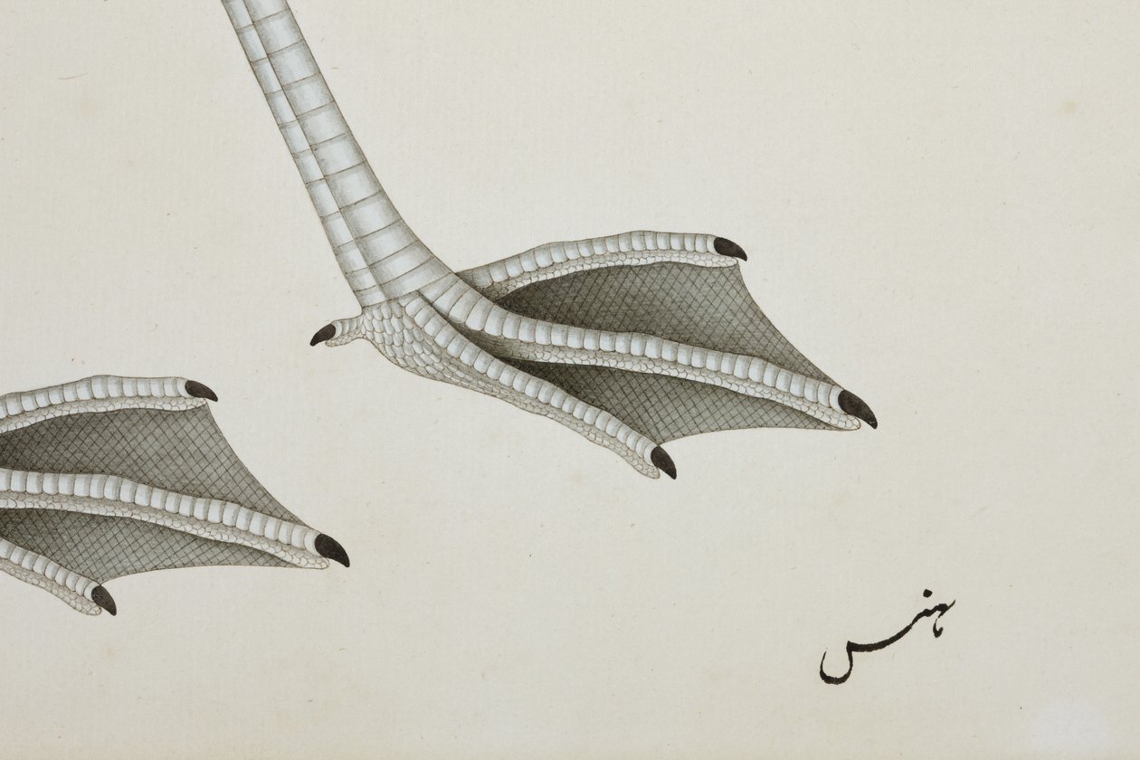 Flaming, detal, ok. 1780 (nieprzezroczyste wc na papierze) autorstwa Indian School