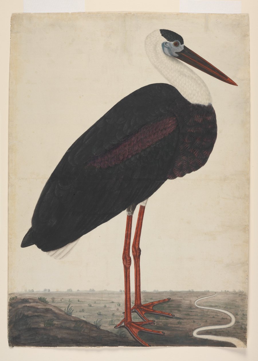 Bocian czarny w krajobrazie, ok. 1780 (nieprzezroczysta akwarela na europejskim papierze) autorstwa Indian School