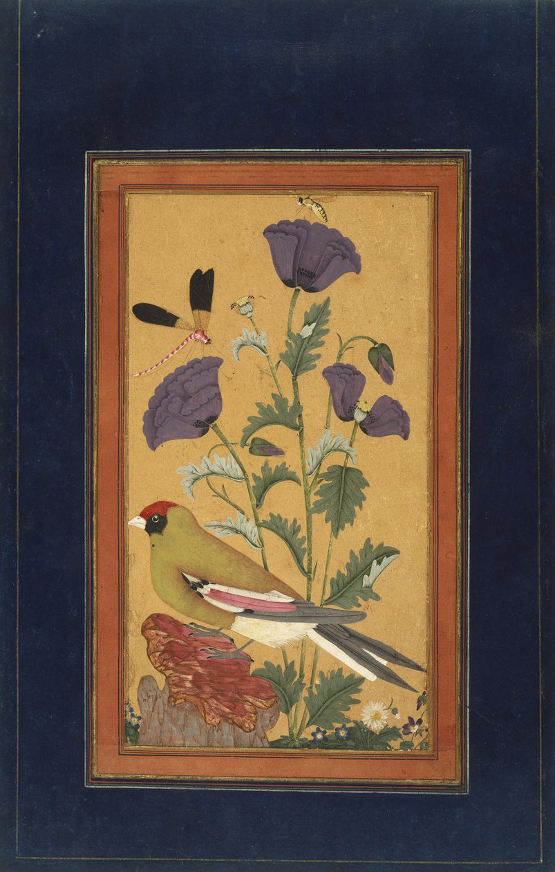 Finch, Maki, Dragonfly i Bee, 1650-70 (nieprzezroczyste wc i złoto na papierze) autorstwa Indian School