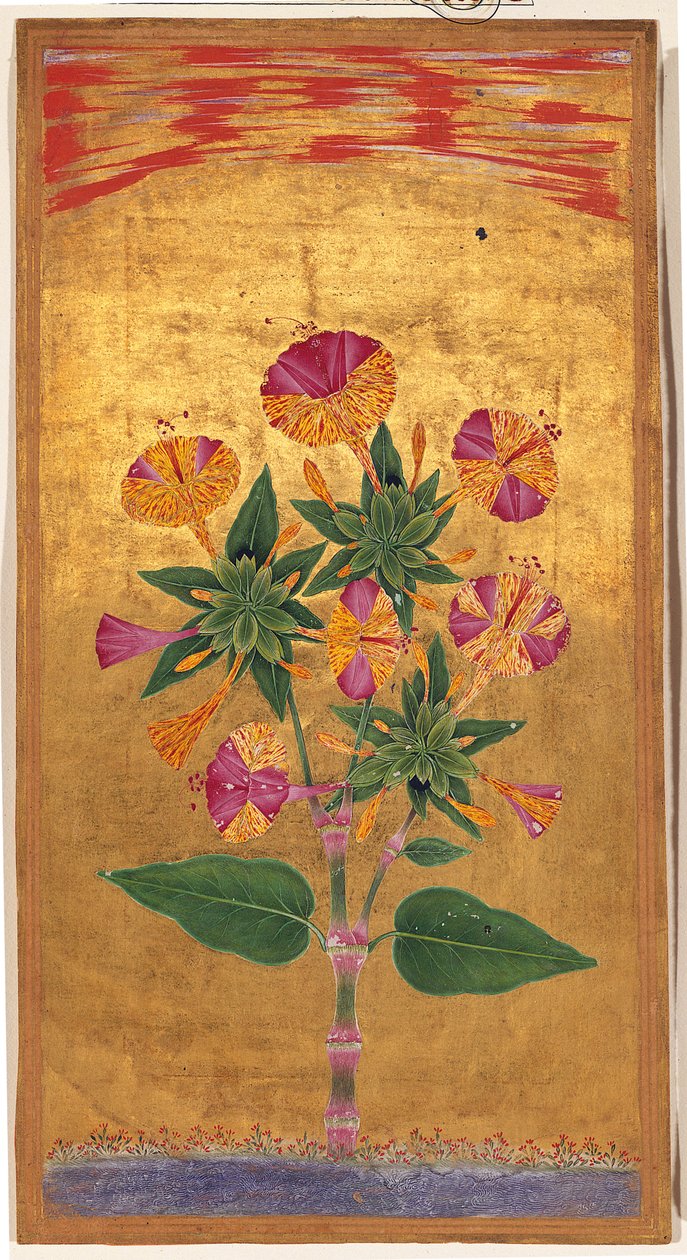 Four OClock lub The Marvel of Peru (Mirabilis Jalapa), okres Mogołów, ok. 1640 (nieprzezroczysta akwarela i złoto na papierze) autorstwa Indian School
