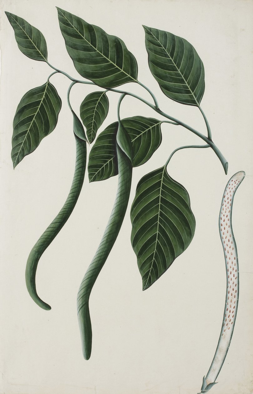 Owoce i liście jednej z Bignoniaceae, 1785-89 (nieprzezroczyste wc na papierze) autorstwa Indian School