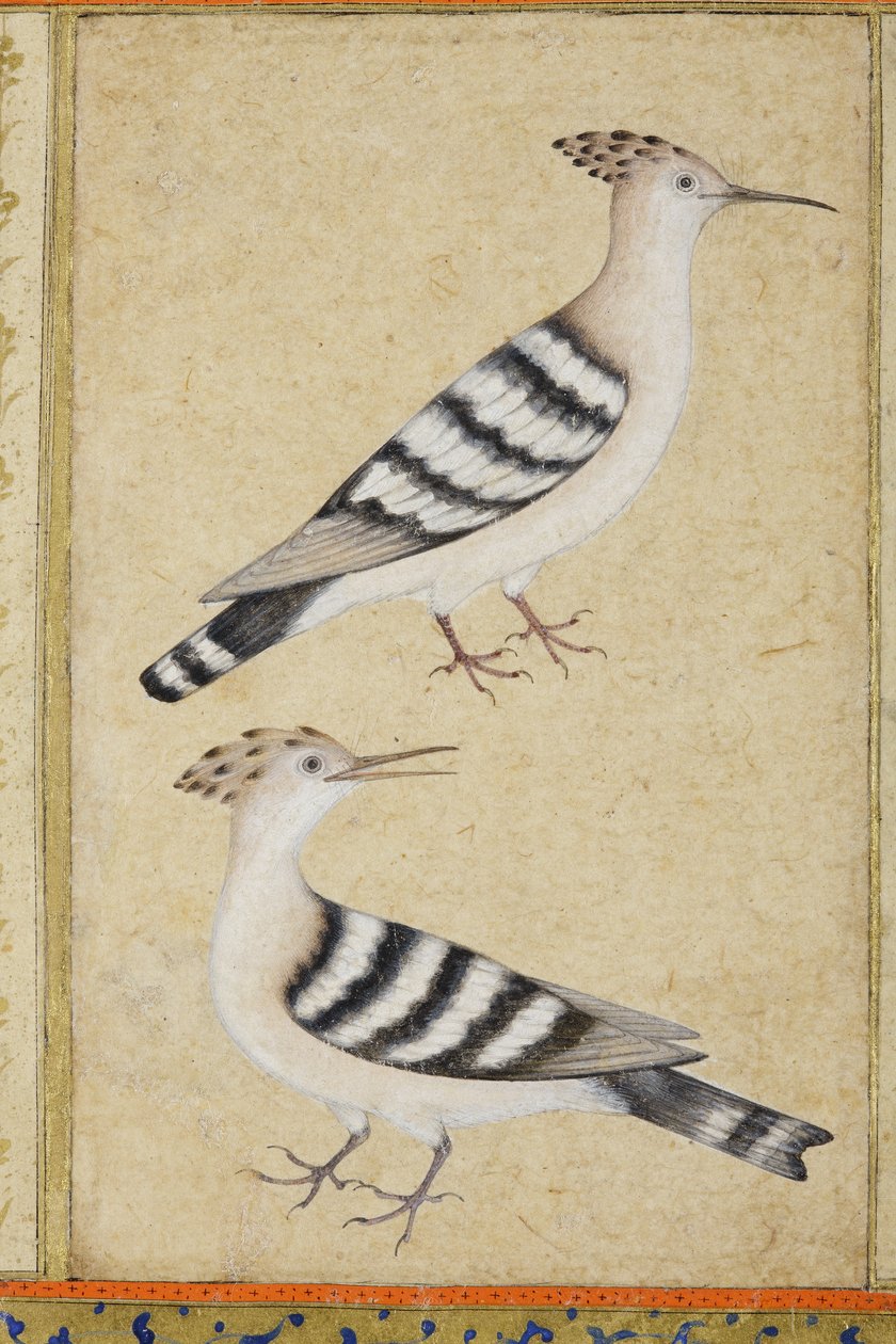 Dudki, ok. 1590 (nieprzezroczyste wc i złoto na papierze) autorstwa Indian School
