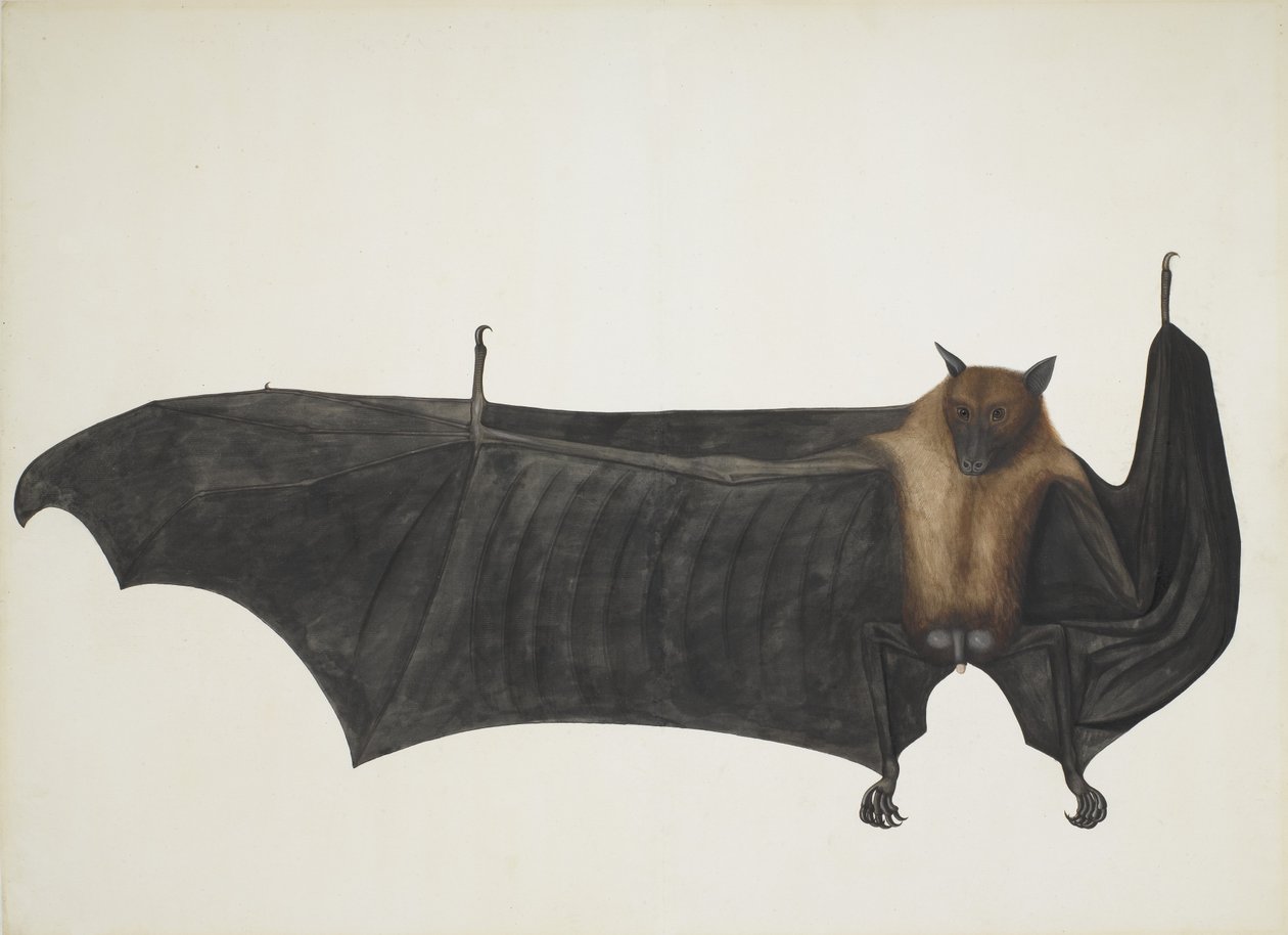 Indian Flying Fox, znany również jako wielki indyjski nietoperz owocowy, Pteropus Giganteus, ok. 1800. autorstwa Indian School