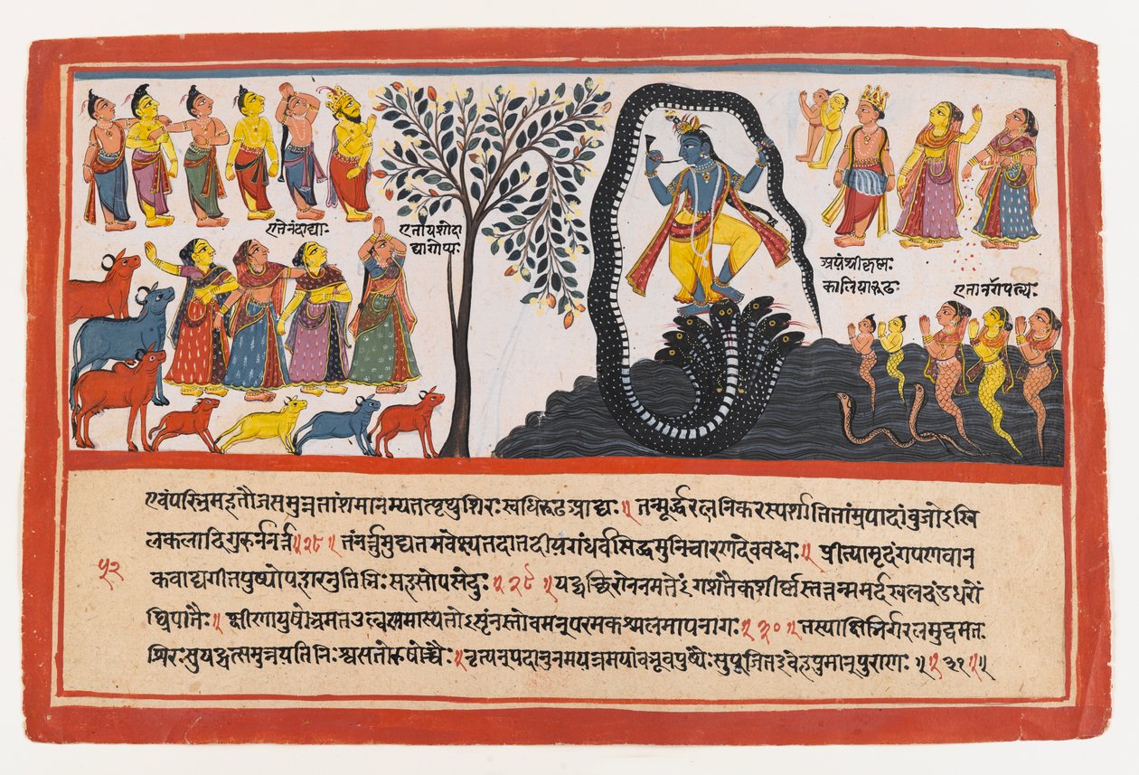 Krishna Conquers the Serpent Kaliya, strona z rozproszonej serii Bhagavata Purana, ok. 1775 (nieprzezroczysta toaleta i złoto na papierze) autorstwa Indian School