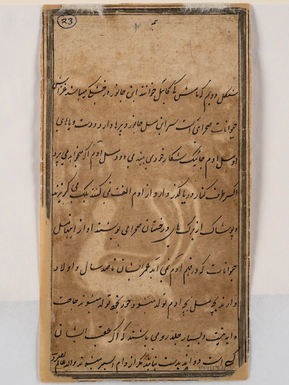 Verso mitycznego pawia z głową kobiety, ok. 1750 (pióro i tusz na papierze) autorstwa Indian School