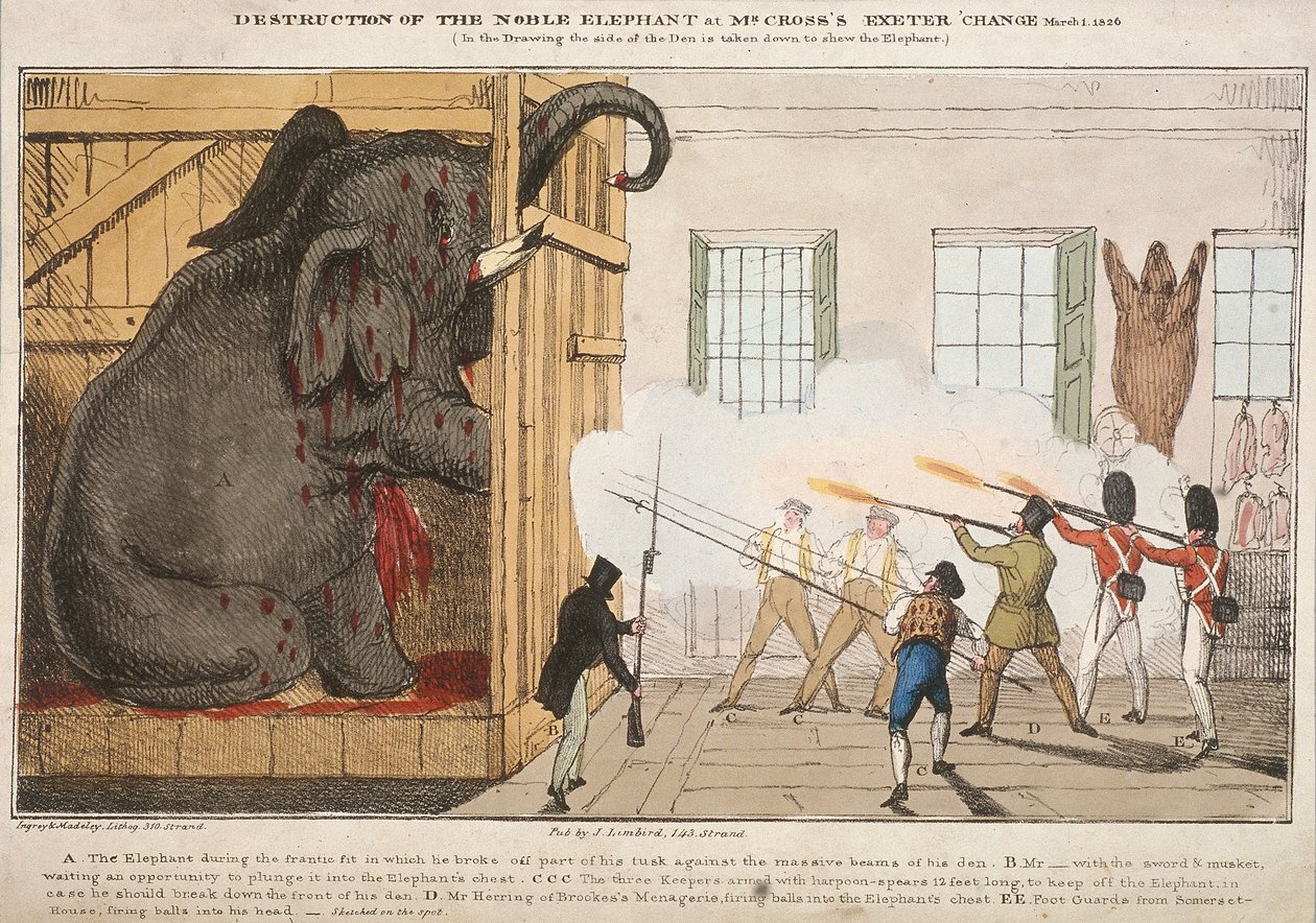 „Zniszczenie szlachetnego słonia zasiadła zmiana Exeter pana Crossa”, 1826 r autorstwa Ingrey and Madeley
