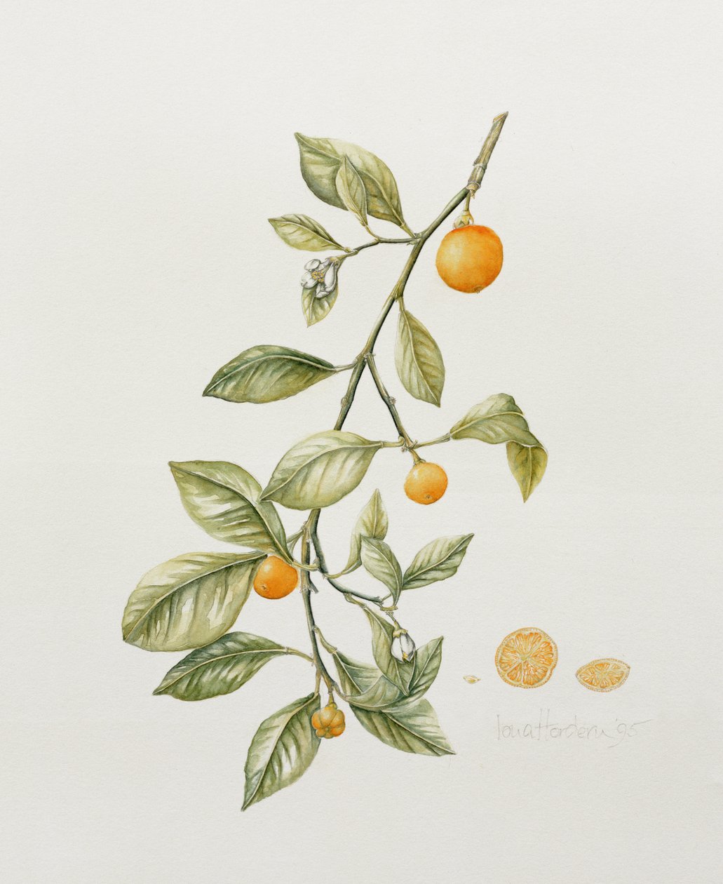 Ozdobna Pomarańcza, 1995 (wc) autorstwa Iona Hordern