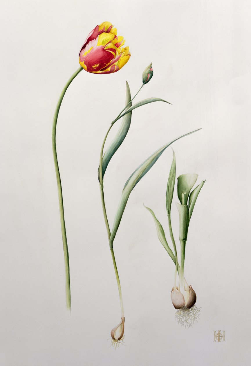Papuga Tulipan, 1995 (wc) autorstwa Iona Hordern