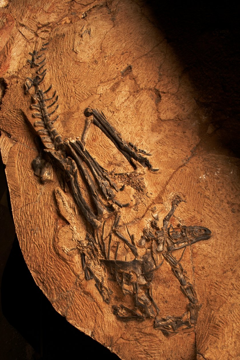 Ceratozaur bezzębny w Instytucie Paleontologii Kręgowców i Paleoantropologii w Xiaotangshan w północnym Pekinie w Chinach. autorstwa Ira Block
