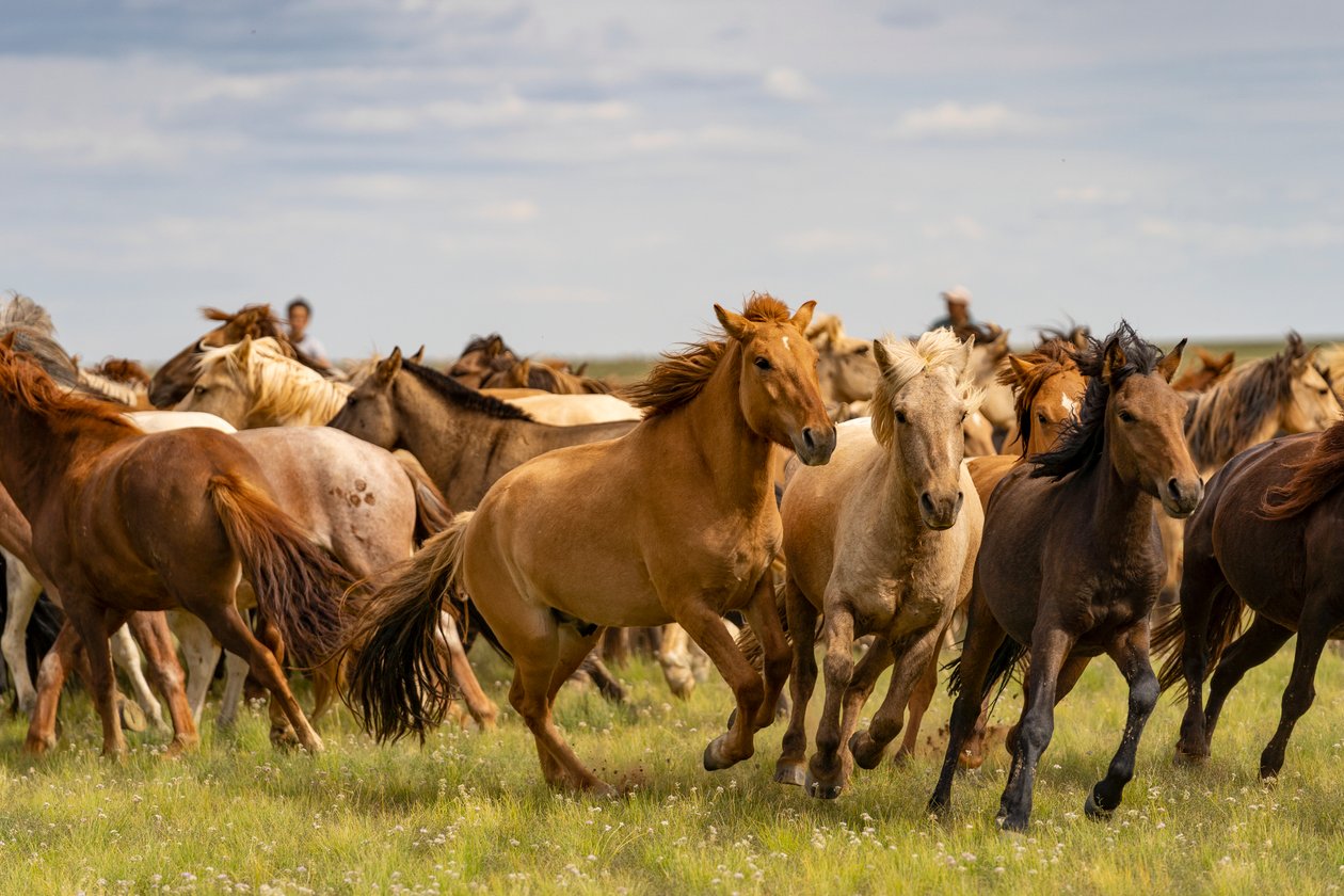 Stado koni na południowej pustyni Gobi, Mongolia, 2018 r. (zdjęcie ilustracyjne) autorstwa Ira Block