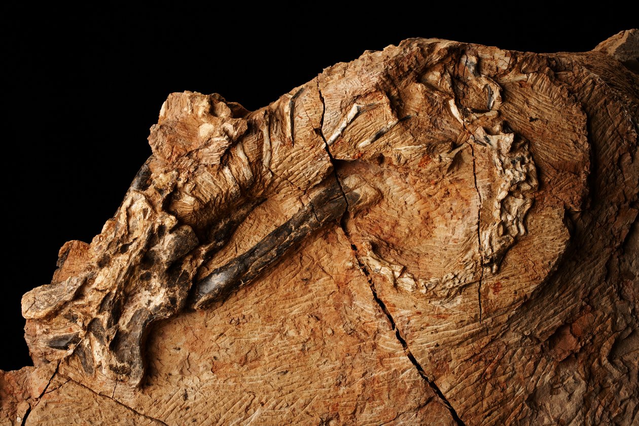 Nieznany dinozaur w Instytucie Paleontologii Kręgowców i Paleoantropologii w Xiaotangshan w północnym Pekinie w Chinach. autorstwa Ira Block