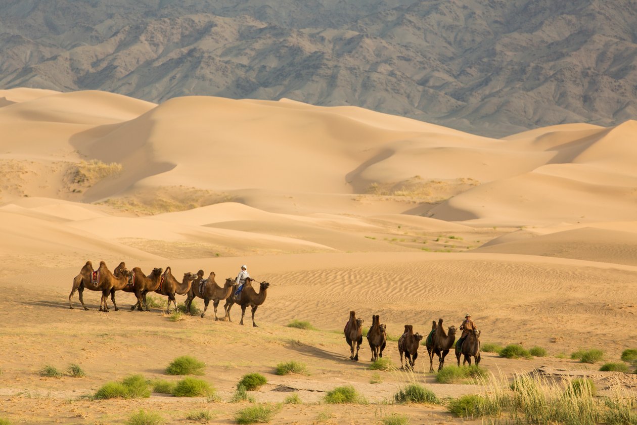 Karawana wielbłądów baktrianów na południowej pustyni Gobi, Mongolia, 2013 (zdjęcie) autorstwa Ira Block