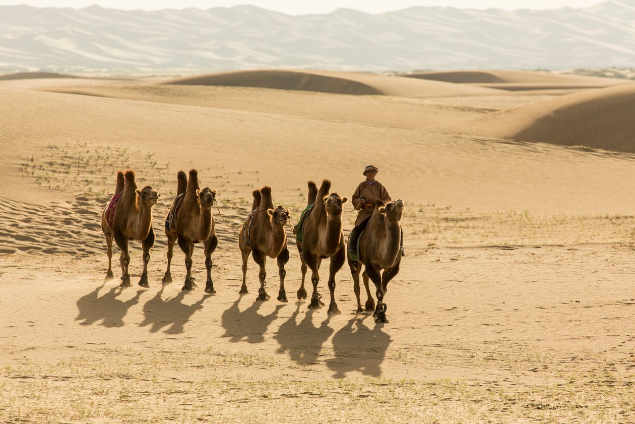Karawana wielbłądów baktrianów na południowej pustyni Gobi, Mongolia, 2013 (zdjęcie) autorstwa Ira Block