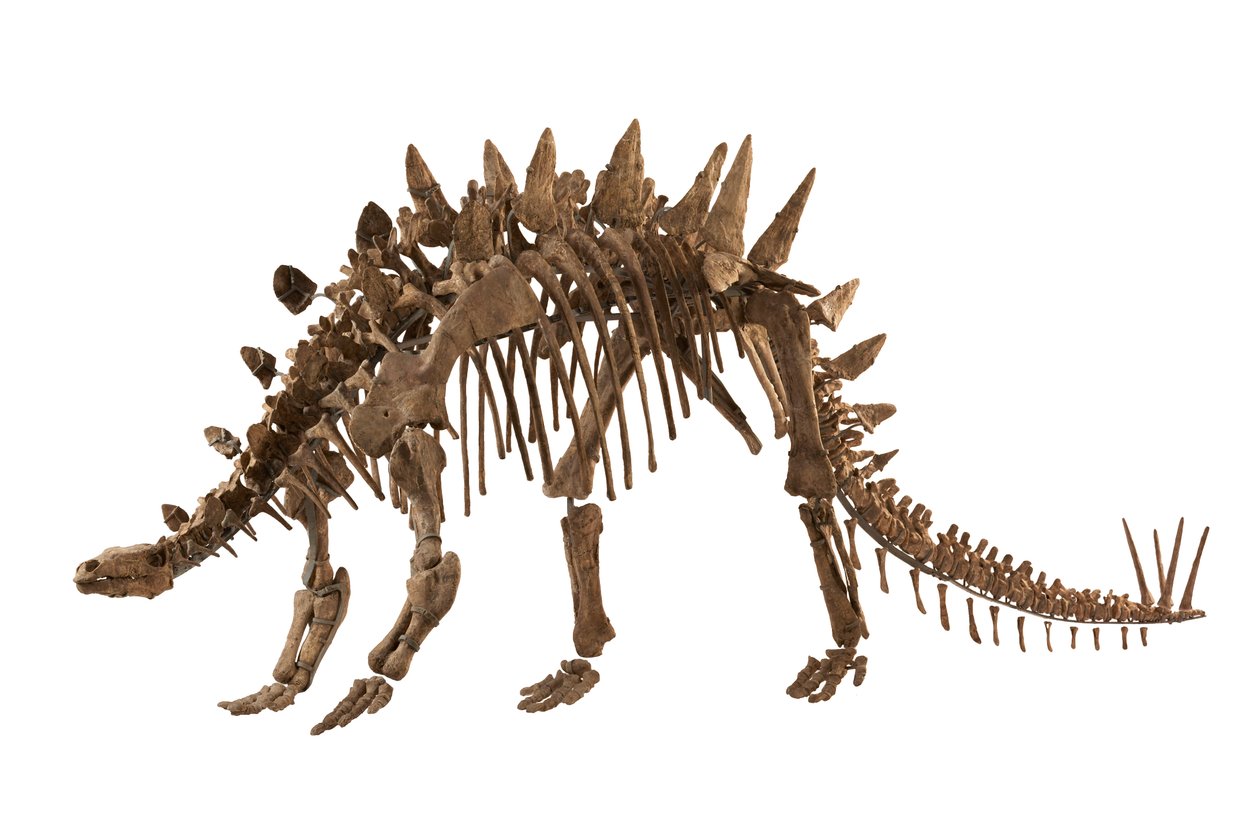 Chongqing, Chiny w Muzeum Historii Naturalnej w Chongqing, Tuojiangosaurus, znaleziony w 1974 roku w prowincji Syczuan w pobliżu miasta Zigong. Około 70 procent z niego jest prawdziwe. autorstwa Ira Block