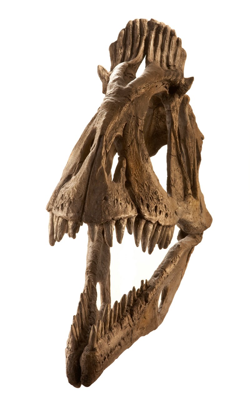 Cryolophosaurus odlany w Augustana College, Rock Island, Illinois. autorstwa Ira Block