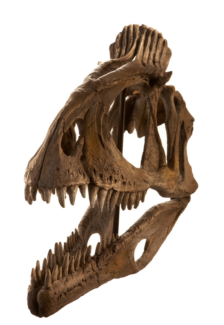 Cryolophosaurus odlany w Augustana College, Rock Island, Illinois. autorstwa Ira Block
