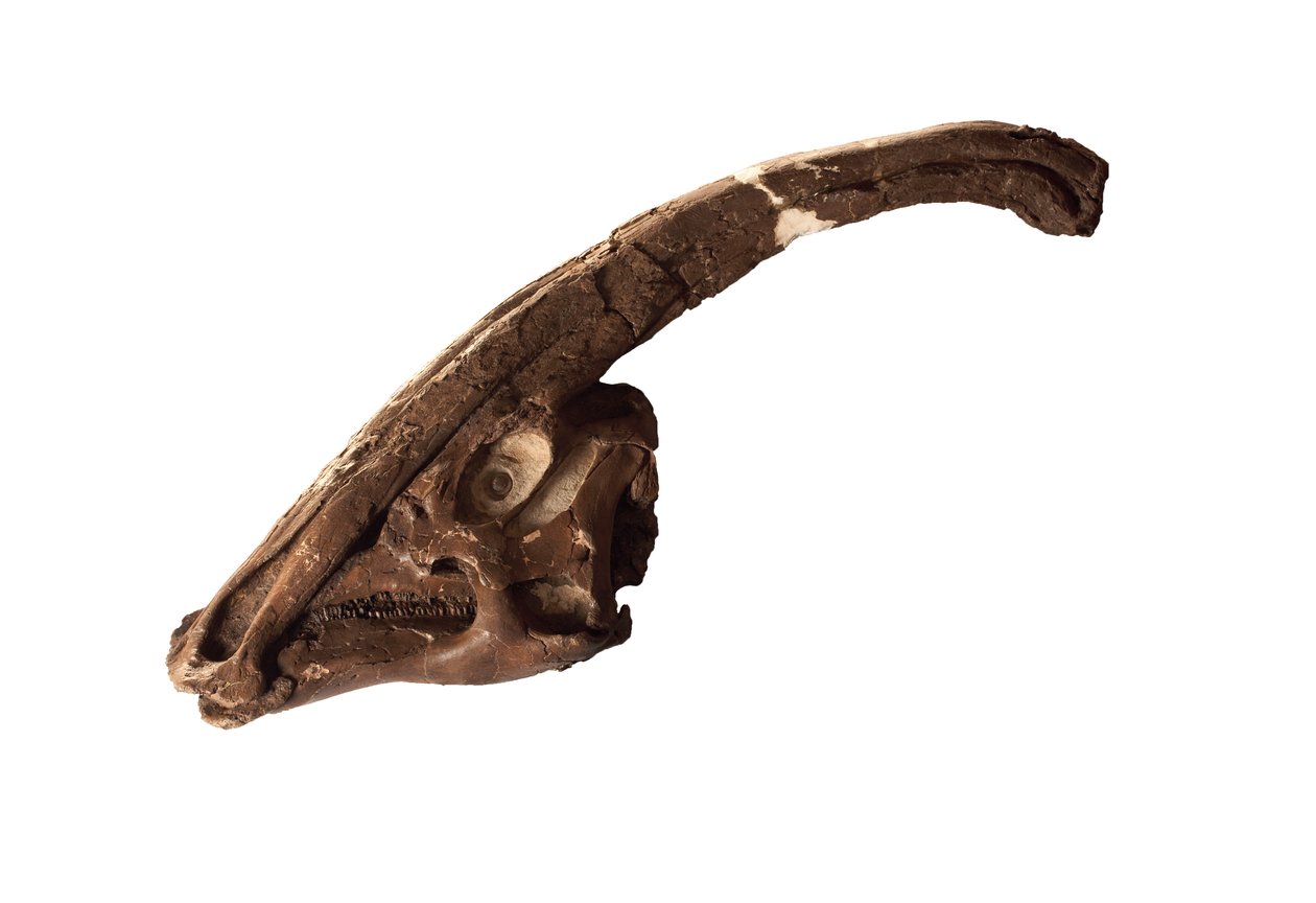 Parasaurolophus, oryginalna czaszka i herb w Royal Ontario Museum. autorstwa Ira Block