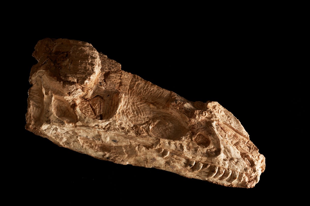 Czaszka sub-adult Guanlong Wacali w IVPP w Pekinie, Chiny. autorstwa Ira Block