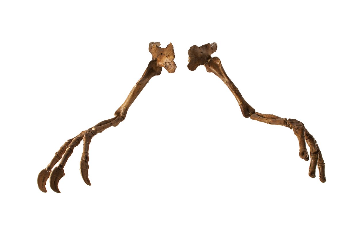 Mongolski dinozaur Deinocheirus z gigantycznymi ramionami i pazurami. autorstwa Ira Block