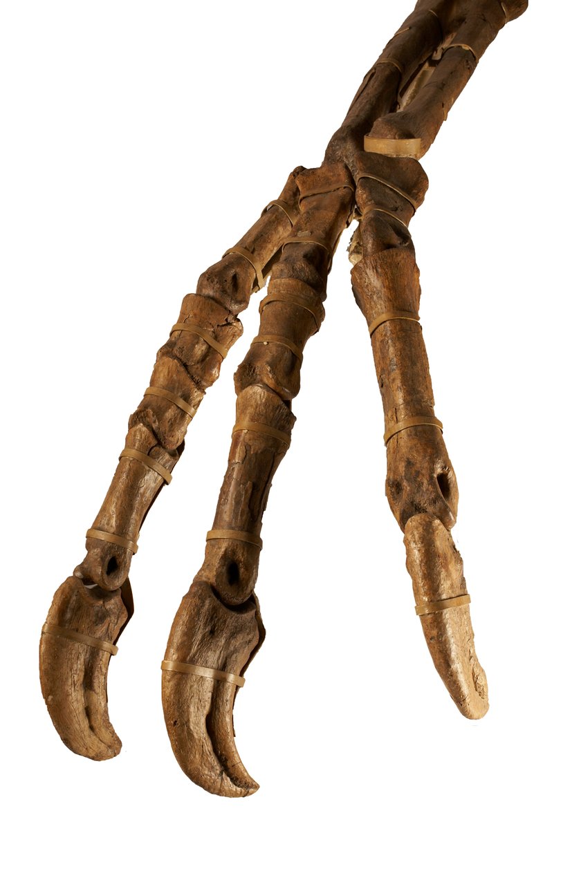 Mongolski dinozaur Deinocheirus z gigantycznymi ramionami i pazurami. autorstwa Ira Block