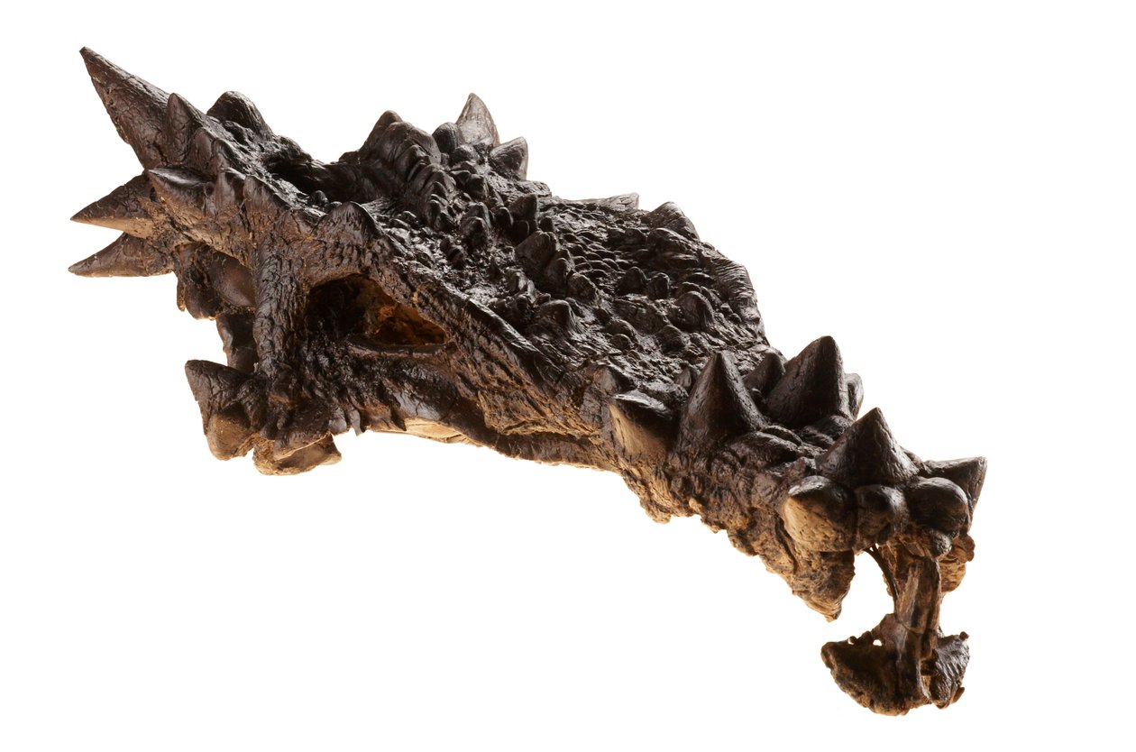 Czaszka Dracorexa w Muzeum Dziecięcym w Indianapolis w stanie Indiana. autorstwa Ira Block