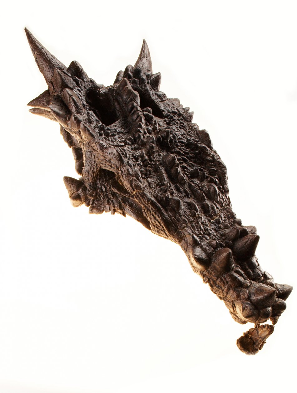 Czaszka Dracorexa w Muzeum Dziecięcym w Indianapolis w stanie Indiana. autorstwa Ira Block