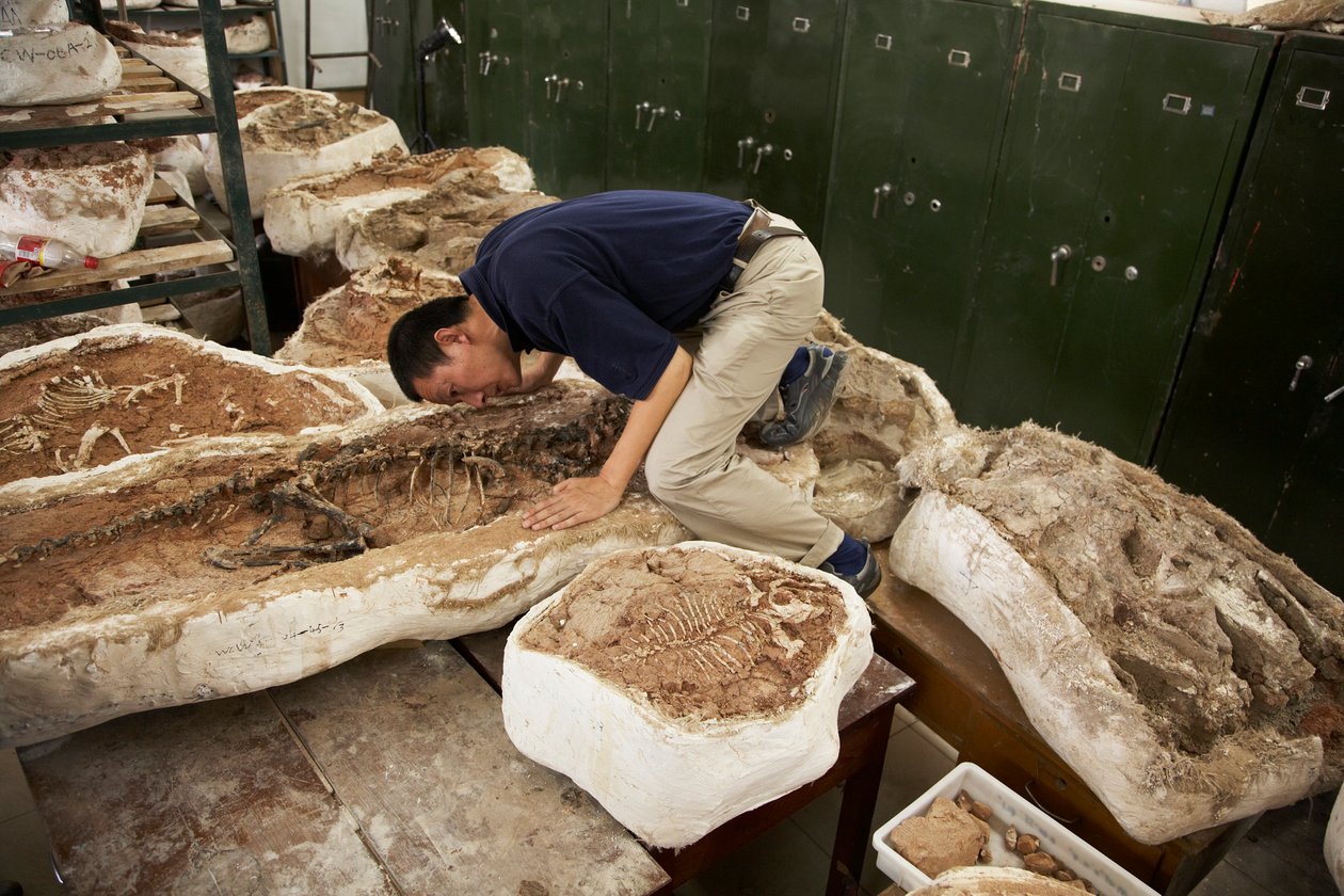 Xing Xu i współpracownicy badają okazy w Chińskim Instytucie Paleontologii Kręgowców i Paleoantropologii w Xiaotangshan w północnym Pekinie. autorstwa Ira Block