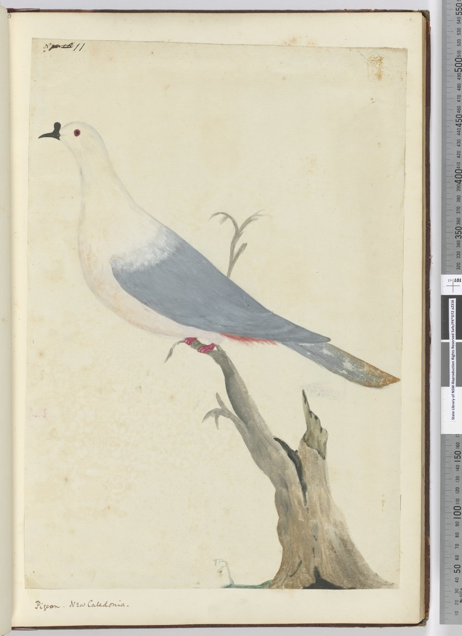 F.11 Gołąb. Nowa Kaledonia, 1772-75 (wc) autorstwa Isaac Smith