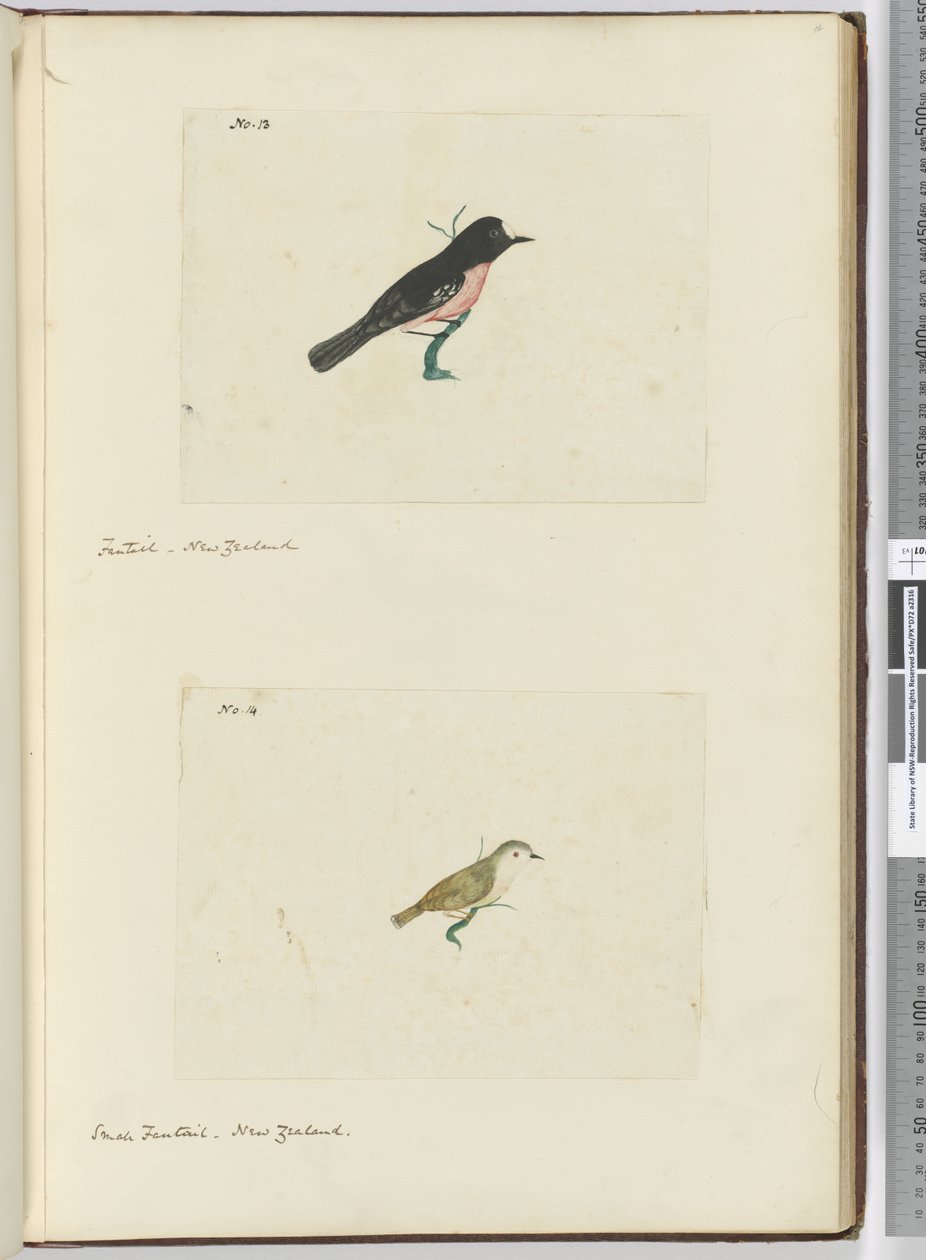 F.13 Fantail. Nowa Zelandia F.14 Mały fantail. Nowa Zelandia, 1772-75 (wc) autorstwa Isaac Smith