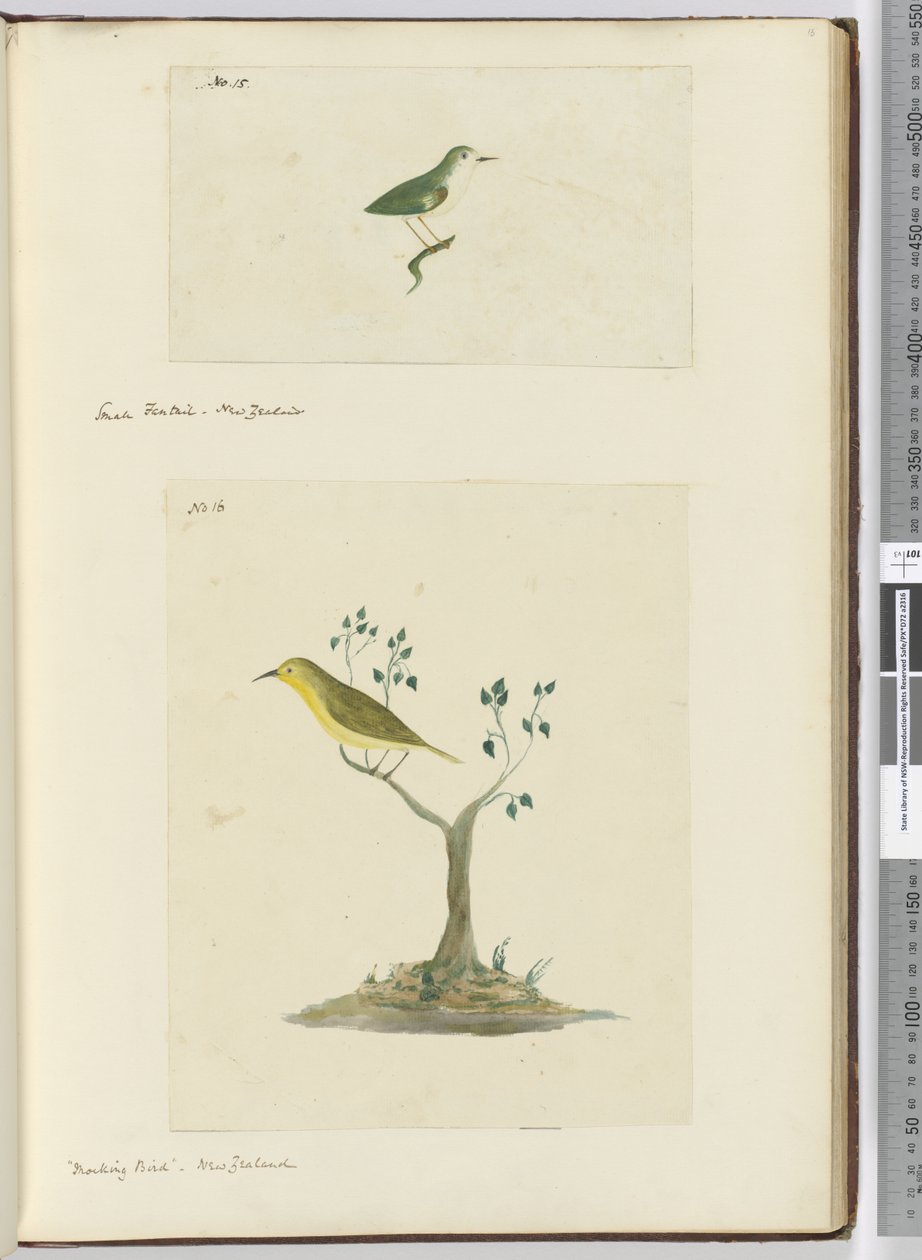 F.15 Mały fantail. Nowa Zelandia F.16 Przedrzeźniający ptak. Nowa Zelandia, 1772-75 (wc) autorstwa Isaac Smith