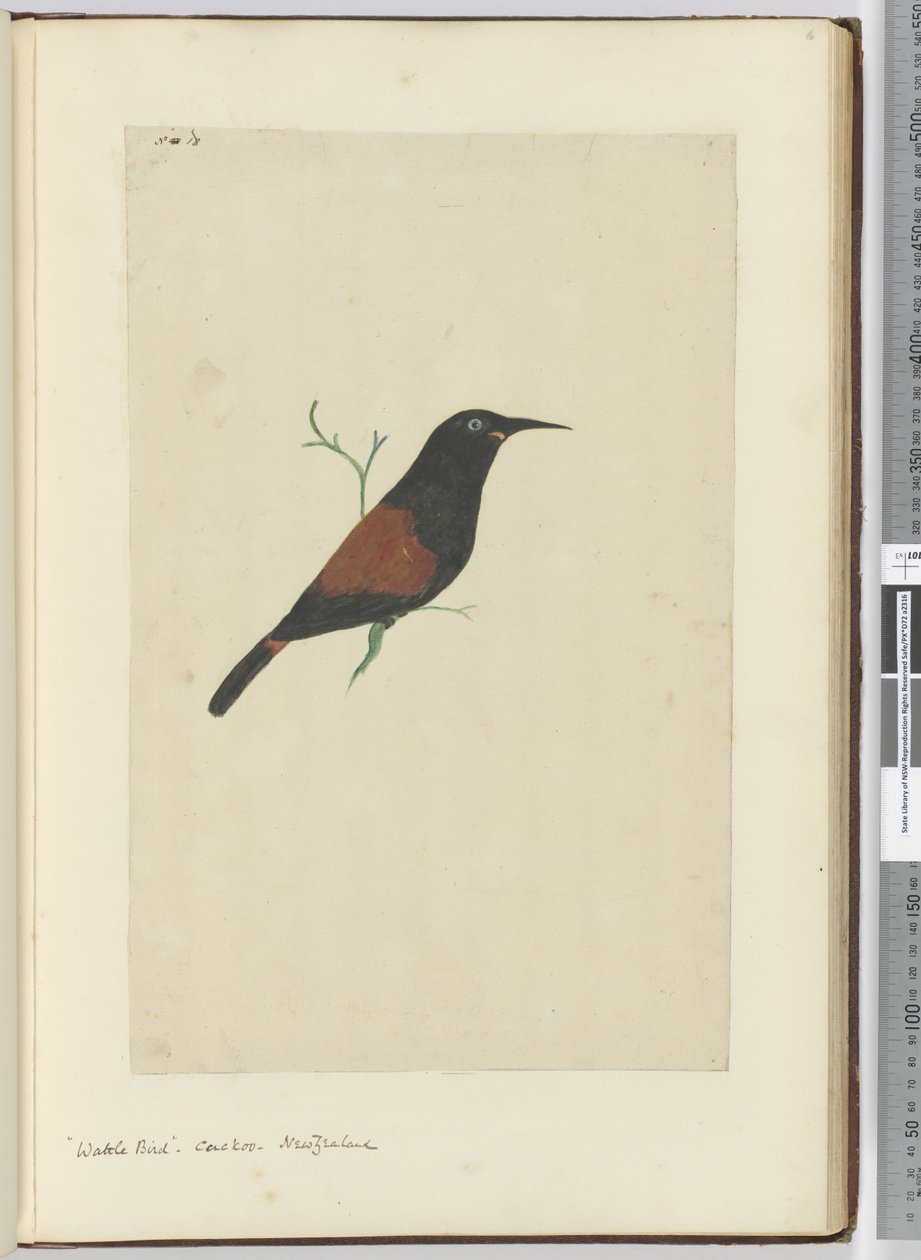 F.18 Ptak akacji. Kukułka. Nowa Zelandia, 1772-75 (wc) autorstwa Isaac Smith