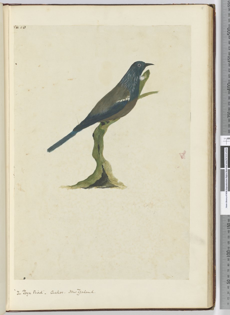 F.20 Ptak poya, kukułka. Nowa Zelandia, 1772-75 (wc) autorstwa Isaac Smith